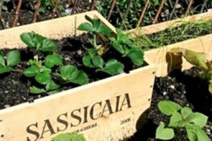 SE LA CASSETTA DI VINO (VUOTA) DIVENTA UN PICCOLO ORTO: LIBERO SFOGO ALLA FANTASIA PER TRASFORMARE GIARDINI E TERRAZZI IN VERE E PROPRIE CANTINE DEL RICICLO. E&rsquo; L&rsquo;ULTIMA FRONTIERA DELL&rsquo;&rdquo;URBAN FARMING&rdquo;, CHE DA SAN FRANCISCO HA CONQUISTATO L&rsquo;ITALIA