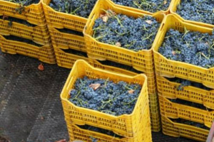 VENDEMMIA 2011: PER LE UVE PREZZI ANALOGHI O IN LEGGERA CRESCITA SU QUELLI DEL 2010 E AUMENTO DELLE ZONE IN CONTROTENDENZA. MA IL CALO PRODUTTIVO NON SEMBRA SUFFICIENTE A STIMOLARE CON DECISIONE IL MERCATO DELLA MATERIA PRIMA IN TUTTO LO STIVALE
