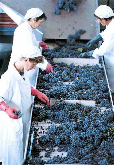 La selezione delle uve: una prassi d’obbligo per le DOCG