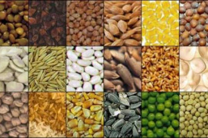 Con l’ok della Ue all’acquisizione di Monsanto da parte di Bayer si concretizzerà il matrimonio del secolo tra i giganti della biotecnologia. Coldiretti, “pericoloso per agricoltori, con il 63% del mercato dei sementi in mano a 3 multinazionali”