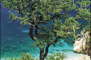 VINO & ESTATE: DOPO LA TINTARELLA, IN COLLINA PER LA CACCIA AL TESORO IN BOTTIGLIA. SULLE SPIAGGE, TRIONFANO BIANCHI FRESCHI E ROSSI GIOVANI DA BERE FREDDI. IL GIOCO DEI TURISTI È ANDARE ALLA SCOPERTA DELLE CANTINE ALLE SPALLE DELLA RIVIERA