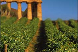 PROSEGUE IL CAMMINO PER LA “DOC SICILIA”. GLI OBIETTIVI PRIMARI? L’OBBLIGO DI IMBOTTIGLIARE NEL TERRITORIO E IL RAFFORZAMENTO DELLA PROMOZIONE. I COMMENTI FAVOREVOLI DI PLANETA, TASCA D’ALMERITA E RALLO (DONNAFUGATA)