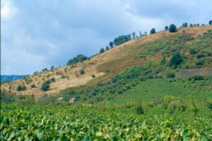 IL DIBATTO SUI DIRITTI D&rsquo;IMPIANTO DEL VIGNETO EUROPA FA TAPPA IN ITALIA: IL 21 SETTEMBRE A PALERMO LA RIUONIONE DEL &ldquo;GRUPPO DI ALTRO LIVELLO&rdquo; VOLUTO DAL COMMISSARIO UE CIOLOS. LA PRIMA, DOPO LA &ldquo;MARCIA INDIETRO&rdquo; UFFICIALE SULLA LIBERALIZZAZIONE