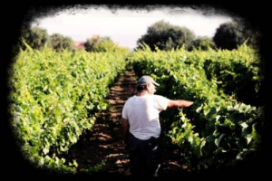 VENDEMMIA 2013: PER I TERRITORI DEI GRANDI ROSSI ITALIANI, VALTELLINA, AMARONE, BAROLO, CHIANTI CLASSICO, BRUNELLO, BOLGHERI, NOBILE, SAGRANTINO, TAURASI ED ETNA, NON SAR&Agrave; UN&rsquo;ANNATA A &ldquo;CINQUE STELLE&rdquo;, MA CON SORPRESE QUALITATIVE INTERESSANTI