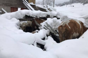 Alla neve si aggiunge il terremoto, e i danni si aggravano per coltivatori e allevatori dell’Italia centrale: per Coldiretti sono oltre 3.000 le aziende colpite, con la produzione lattiera dimezzata e la filiera di salumi e latticini bloccata