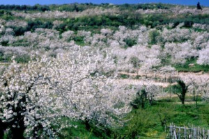 AD APRILE IL TERRITORIO DELLA STRADA DEL SOAVE SI TRASFORMA NELLA &ldquo;VALLE DEI CILIEGI&rdquo;, DA SCOPRIRE A PIEDI O IN BICI PER GODERSI LE VALLI, LE CANTINE DELLA ZONA E IL PRIMO SOLE PRIMAVERILE