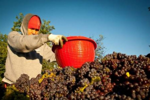 IMMIGRATI: IN AGRICOLTURA SONO UNA GRANDE RISORSA. IN SOLI 15 ANNI IL NUMERO È QUADRUPLICATO. CARITAS/MIGRANTES: 200.000, TRA STAGIONALI E DIPENDENTI, NEI CAMPI. PIU’ STRANIERI ANCHE TRA CONDUTTORI D’AZIENDA. TROPPA BUROCRAZIA NEL MERCATO DEL LAVORO