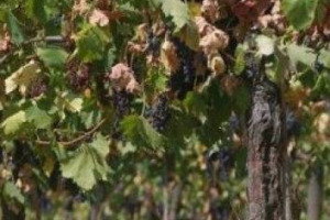 LA 2012 NON SAR&Agrave; UNA VENDEMMIA MEMORABILE. E&rsquo; IL PARERE UNANIME DI ALCUNI FRA GLI ENOLOGI PI&Ugrave; IMPORTANTI DEL BEL PAESE (DA FERRINI A COTARELLA, DA LANDI A VALENTI) D&rsquo;ACCORDO ANCHE SU UN USO PI&Ugrave; ELASTICO (MA NON ECCESSIVO) DELL&rsquo;IRRIGAZIONE