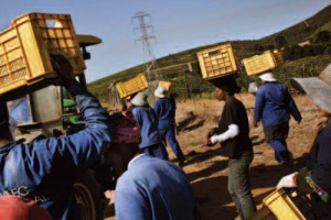 IN SUD AFRICA, SETTIMO PRODUTTORE AL MONDO DI VINO, IN ALCUNE CANTINE VENGONO VIOLATI I DIRITTI UMANI. L&rsquo;ACCUSA DEL RAPPORTO &ldquo;RIPE WITH ABUSE: HUMAN RIGHTS CONDITIONS IN SOUTH AFRICA&rsquo;S FRUIT AND WINE INDUSTRIES&rdquo; DELLA &ldquo;HUMAN RIGHTS WATCH&rdquo;