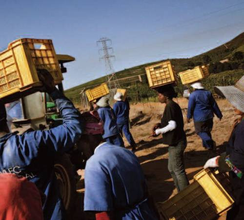 La vendemmia in Sudafrica