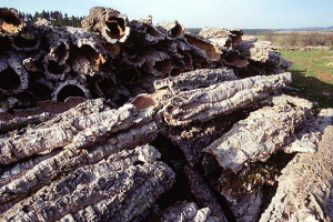 NOBILE PRODOTTO CHE ASSICURA LAVORO A TANTISSIME PERSONE, SECOLARE DONO DELLA NATURA, NON FA MALE ALLA SALUTE E AIUTA L’AMBIENTE: ECCO PERCHE’ AMORIN CORK ITALIA, LEADER NELLA PRODUZIONE DI TAPPI (QUOTA DEL 17% IN ITALIA), INVESTE ANCORA NEL SETTORE