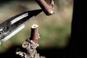 COME AFFRONTARE TRA I FILARI IL CLIMA CHE CAMBIA, PREPARARE MEGLIO LA VITE AD INVERNI GELATI ED ESTATI SICCITOSE, TIPICHE DEGLI ULTIMI ANNI, CAPIRE COME CAMBIA LA QUALIT&Agrave; DEL VINO: ECCO &ldquo;SAPER FARE IN VIGNA&rdquo; (16 NOVEMBRE, VITERBO) CON SIMONIT & SIRCH