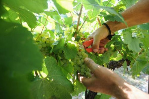 INCHIESTA WINENEWS - VENDEMMIA 2009: CADUTA A PICCO DEI PREZZI DELLE UVE, IN MEDIA -10%, MA CON PICCHI FINO A -50%, E MERCATO PERICOLOSAMENTE STAGNANTE ... PEDRON (GIV): &ldquo;PREZZI DELLE UVE BASSISSIMO ENTUSIASMO DEI COMPRATORI STORICI&rdquo;