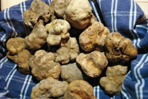 Al via la fiera internazionale del tartufo bianco d’Alba (Alba, 10 ottobre-15 novembre), dedicata al cane da cerca, compagno indispensabile del “trifolau” di Langa e Roero. Il premio “Taglia Tartufi d’Oro” a Gualtiero Marchesi