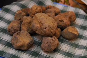 IL TARTUFO PIÙ GRANDE DEL MONDO? È IL MONUMENTO AL TARTUFO DA RECORD DI SCENA ALLA “MOSTRA MERCATO NAZIONALE DELL’ORO BIANCO DI SAN MINIATO” (3.500 EURO AL KG). GLI APPUNTAMENTI? DALL’ASTA DEL TARTUFO ALLE MERENDE PER I BAMBINI (10/25 NOVEMBRE)