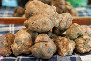 Niente più stagioni, nemmeno per il tartufo. Secondo Vente-privee crescono le vendite online (+37%) del prezioso tubero, scarsissimo per la siccità. Gli autentici estimatori dovranno spendere e girare molto per trovare profumi e pezzature importanti