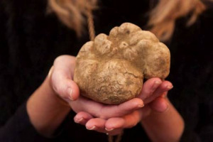 La stagione del tartufo bianco è ancora molto avara, ma la richiesta del pregiato tubero italiano resta altissima tanto quanto la sua qualità, con i prezzi ormai alle stelle: 6.000 euro al kg, secondo un report di WineNews, da Alba alle Crete Senesi