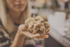 Il tartufo bianco ed Alba, un rapporto dai mille risvolti: motore economico, ispirazione continua per la gastronomia d’eccellenza, ambizione per i grandi vini del Piemonte, volano per il turismo ed attrattore culturale