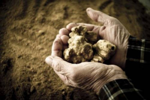 Terra di bianco e nero la Toscana dei tartufi ha 6 territori vocati (Casentino, Colline Sanminiatesi, Crete Senesi, Mugello, Valtiberina, Maremma Grossetana), 4.000 tartufai, un valore alla produzione di 12 milioni di euro. E ora pensa alla Dop unica
