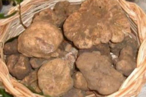 IL CLIMA, CON SEMPRE MENO PIOGGE ESTIVE, METTE A RISCHIO I TARTUFI NERI DEL MEDITERRANEO. LO DICE UNA RICERCA DELLO SWISS FEDERAL RESEARCH INSTITUTE CHE HA MESSO A CONFRONTO LE RESE DEL PREZIOSO FUNGO IPOGEO CON LE PRECIPITAZIONI DAL 1970 AL 2006