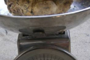 PESA 820 GRAMMI, ED E’ IL PIU’ GRANDE TARTUFO BIANCO MAI TROVATO NELLA STORIA DEI TARTUFAI DI CAMPOLI APPENNINO, CHE IL 20 E 21 NOVEMBRE CELEBRA IL SUO “ORO BIANCO”