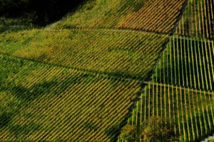 IDENTIT&Agrave; TRENTINA, CONSIGLIO INTERPROFESSIONALE DI FILIERA, FORMAZIONE, RICERCA E INTERNAZIONALIZZAZIONE NEL SEGNO DELLA COLLABORAZIONE TRA PUBBLICO E PRIVATO, GRANDI E PICCOLI: ECCO LA &ldquo;ROAD MAP&rdquo; PER IL RILANCIO DELLA VITIVINICOLTURA DEL TRENTINO