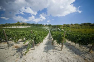 CONGRESSO ASSOENOLOGI - IL CLIMA CHE CAMBIA? ORMAI È UNA COSTANTE, MA DA RISCHIO PUÒ DIVENTARE POSSIBILITÀ DI MIGLIORARE PER CHI PRODUCE VINO. LE TESTIMONIANZE DEGLI ESPERTI: IL PROFESSOR MARIANI (UNIVERSITÀ DI MILANO) E L’ENOLOGO RICCARDO COTARELLA