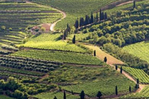 Wine2Wine - La via italiana al vino passa dalle nostre numerosissime variet&agrave; autoctone, che si esprimono al meglio solo nei territori in cui i vitigni e i loro biotipi si sono &ldquo;selezionati&rdquo;. Ovvero la triade &ldquo;vitigno, territorio e tecniche colturali&rdquo;