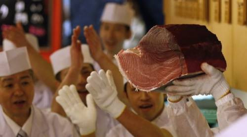 Il pregiato tonno rosso