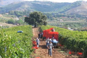 CROLLANO LE VENDITE DI MACCHINE AGRICOLE IN ITALIA: NEI PRIMI 6 MESI 2012 -21,9% DI IMMATRICOLAZIONI SUL 2011 E PER LA PRIMA VOLTA SI POTREBBE SCENDERE SOTTO 20.000 UNITÀ. MA EXPORT SU, CON BOOM DELLA “CINDIA”. COSÌ FEDERUNACOMA E FIERAGRICOLA