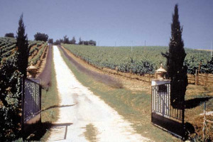 UMANI RONCHI & OSIMO