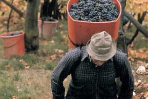 AMARONE, UN GRANDE SUCCESSO DA GESTIRE AL MEGLIO: PIU&#8217; TUTELA IN NOME DELLA QUALITA&#8217;