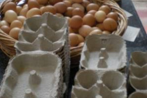 NON CI SONO DIFFERENZE SOSTANZIALI FRA LE PROPRIETÀ DELLE UOVA PRODOTTE DA GALLINE ALLEVATE IN GABBIA O ALLEVATE A TERRA: LO DICE LA RICERCA DEL DEPARTMENT OF POULTRY SCIENCE DELLA NORTH CAROLINA STATE UNIVERSITY