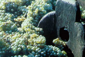 ALLA RICERCA DELLE UVE MIGLIORI: AD ASTI LA COLDIRETTI PROPONE UNA SORTA DI &#8220;BORSA&#8221;. DA DOMANI AL VIA LE CONTRATTAZIONI