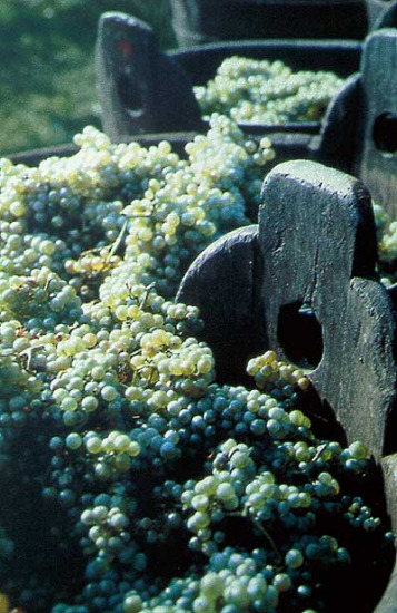 Al via la “Borsa delle uve“ ad Asti