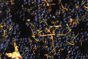 I NAS SEQUESTRANO 150 QUINTALI DI SANGIOVESE PUGLIESE DESTINATO AD AZIENDA DEL CHIANTI CLASSICO. IL CARICO ERA SENZA DOCUMENTI DI TRASPORTO. ACCERTAMENTI IN CORSO SU QUALE FOSSE L’UTILIZZO DELLE UVE