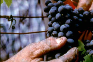La biodinamica applicata alla vigna e alla cantina: moda, rito new age o nuova frontiera? I produttori di "vini veri" d'Italia e di Franciadi Franco Pallini