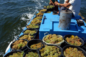 NEL 2006 LE CANTINE RALLO, UN’IMPORTANTE REALTA' DELLA NUOVA ENOLOGIA SICILIANA, SI SONO AGGIUDICATE LA PRODUZIONE DEI VIGNETI DELLA FONDAZIONE WHITAKER DI MOZIA. E’ LA VENDEMMIA N. 2.426 DELL’ISOLA ...