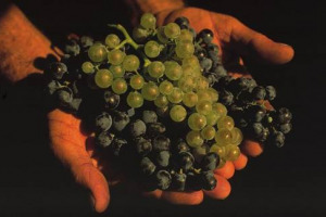 GENOMA VITE: “IMPORTANTE PUNTO DI PARTENZA, MA NELL’IMMEDIATO CAMBIERÀ POCO”: COSÌ LEONARDO VALENTI (UNIVERSITÀ-MILANO) E RITA VIGNANI (UNIVERSITÀ-SIENA) A WINENEWS.TV. “NUOVI SVILUPPI SU ADATTABILITA A MUTAMENTI CLIMATICI E RESISTENZA ALLE MALATTIE”