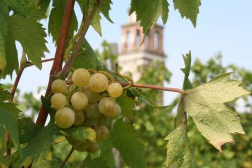 L’uva d’oro di Venissa, sull’Isola di Mazzorbo, a Venezia