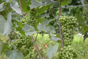 VENDEMMIA 2008 - PRESTO PER GIUDIZI DEFINITIVI, MA PER I MIGLIORI ENOLOGI E AGRONOMI ITALIANI, POTREBBE ESSERE UNA RACCOLTA “TRADIZIONALE”. QUANTITA’ COME NEL 2007, QUINDI BASSA … LA CURIOSITA’ - ZAIA/SGARBI IN “VENDEMMIA NOTTURNA” A DONNAFUGATA