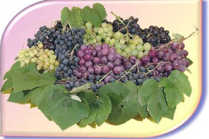 LA SANITÀ DELLE UVE, MOLTO SPESSO EVOCATA DA TECNICI E VIGNAIOLI, NON COINCIDE CON LA NOSTRA SALUTE ... ALMENO STANDO AI DATI “SNOCCIOLATI” DA “REPORT”, LA TRASMISSIONE DI RAI 3 CONDOTTA DA MILENA GABBANELLI