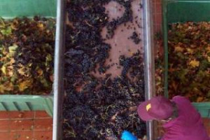 LA RICETTA ANTICRISI CONSTELLATION BRANDS: ELIMINARE LA PRODUZIONE DELLE UVE, ATTINGENDO DAL MERCATO PER IL FABBISOGNO DI MATERIA PRIMA. DA QUALE MODELLO PASSER&Agrave; LA SOSTENIBILIT&Agrave; DELLA VITIENOLOGIA ITALIANA IN TEMPO DI CRISI STRUTTURALE?