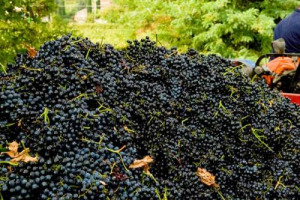 INDAGINE WINENEWS: LA VENDEMMIA 2010? PER ADESSO UN GROSSO PUNTO INTERROGATIVO MA NON MANCA L&rsquo;OTTIMOSMO NELLE VOCI DEL MEGLIO DELL&rsquo;ENOLOGIA ITALIANA: &ldquo;SENATORI&rdquo;, &ldquo;CONFERME&rdquo;, &ldquo;EMERGENTI&rdquo; ED &ldquo;ENOLOGIA IN ROSA&rdquo;