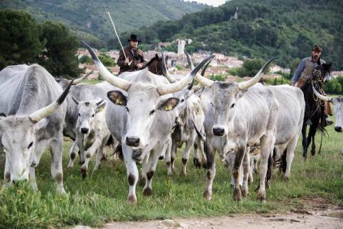 Una mandria di vacche per “TransUmando”