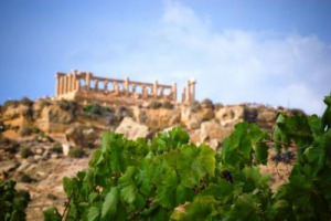 CI SONO LUOGHI IN CUI IL VINO INCONTRA LA STORIA PI&Ugrave; FACILMENTE E CONCRETAMENE DI ALTRI. COME LA VALLE DEI TEMPLI DI AGRIGENTO, DOVE IN QUESTE ORE &Egrave; INIZIATA LA VENDEMMIA NEGLI ANTICHI VIGNETI DEL PARCO ARCHEOLOGICO, SOTTO IL TEMPIO DI GIUNONE