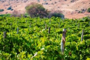 IL VINO SI SPOSA CON LA STORIA: DALLA PRIMA VENDEMMIA NEI VIGNETI DELLA VALLE DEI TEMPLI DI AGRIGENTO, SOTTO IL TEMPIO DI GIUNONE, NASCE IL &ldquo;VINO DELLA VALLE&rdquo;, EN PRIMEUR IL 9 NOVEMBRE CON VITICOLTORI ASSOCIATI DI CANICATT&Igrave; E PARCO ARCHEOLOGICO