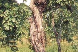 SYRIACUS (FEUDI DI SAN GREGORIO): IL PREZIOSO VINO CHE NASCE DA VITI PRE-FILLOSSERICHE (150 ANNI)