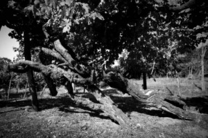 Vecchie vigne, un patrimonio da valorizzare meglio, in Italia. E da tutelare, anche nei piccolissimi vigneti. Il tema sotto i riflettori a Vinitaly, con le Donne del Vino, Ian d’Agata e la Federazione Italiana Vignaioli Indipendenti