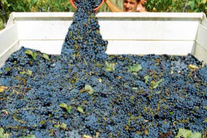 REPORT SULLA VENDEMMIA 2008 - ECCO I COMMENTI DI TECNICI PIÙ QUALIFICATI DEL PANORAMA ITALIANO, LA VOCE DI AZIENDE IMPORTANTI DEL BEL PAESE E UN REPORT SPECIALE DAL VIGNETO BIODINAMICO DI COSIMO MARIA MASINI